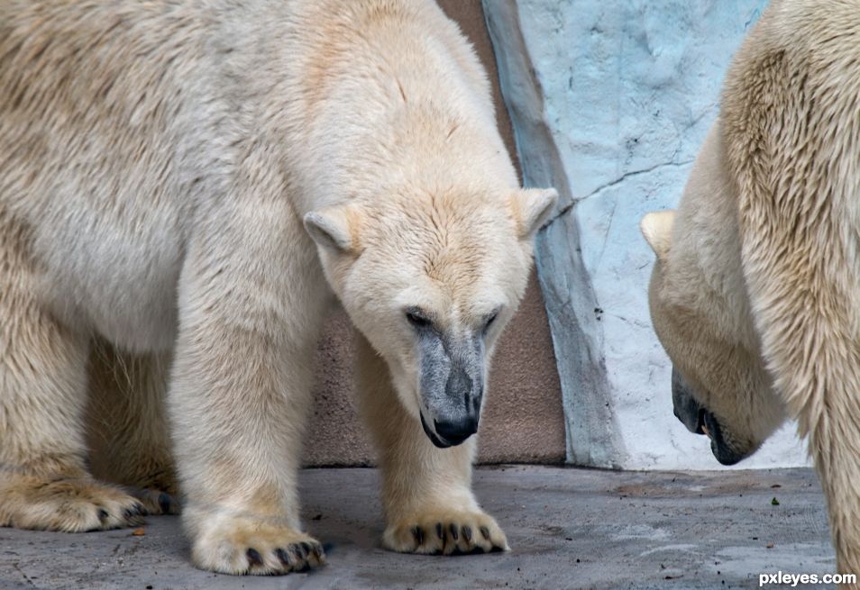 Polar bear