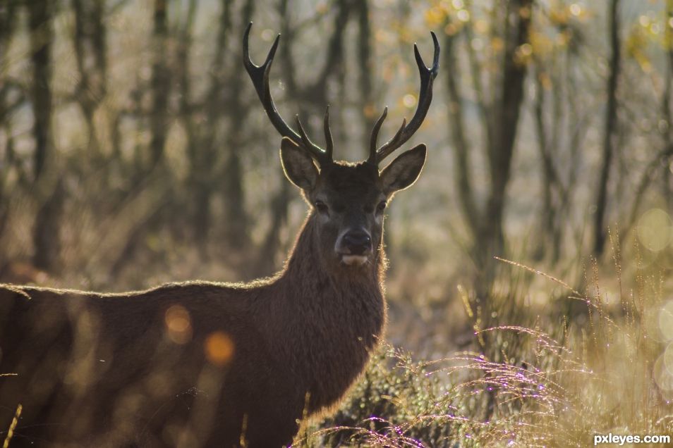Local Red Deer Stag