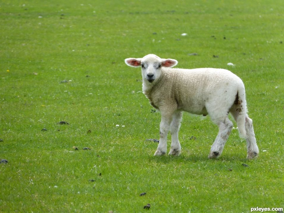 Curious Lamb