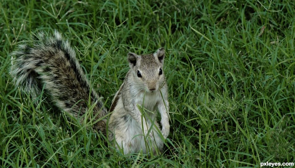 Palm squirrel