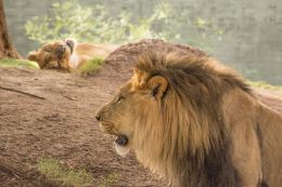 Lioness photobomb