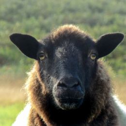 Baabaablacksheep