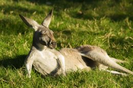 Sunning Roo