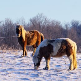 WinterCoats