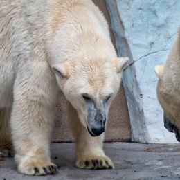 Polarbear