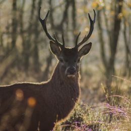 Local Red Deer Stag Picture