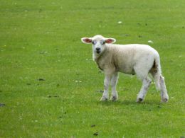 Curious Lamb