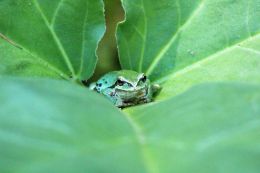 Frog Hideaway