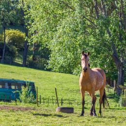 HappyHorses