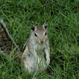 Palmsquirrel