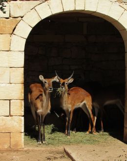 at teh animal park