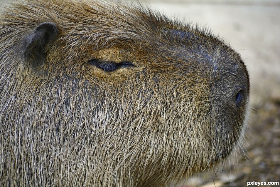 Capybara