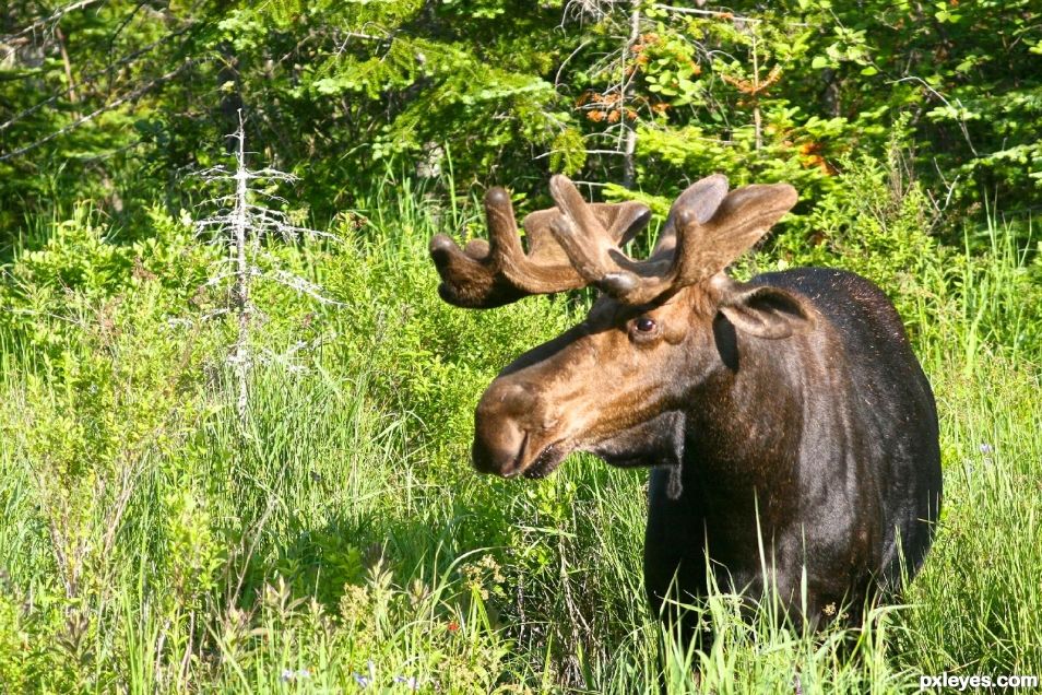 Bull Moose