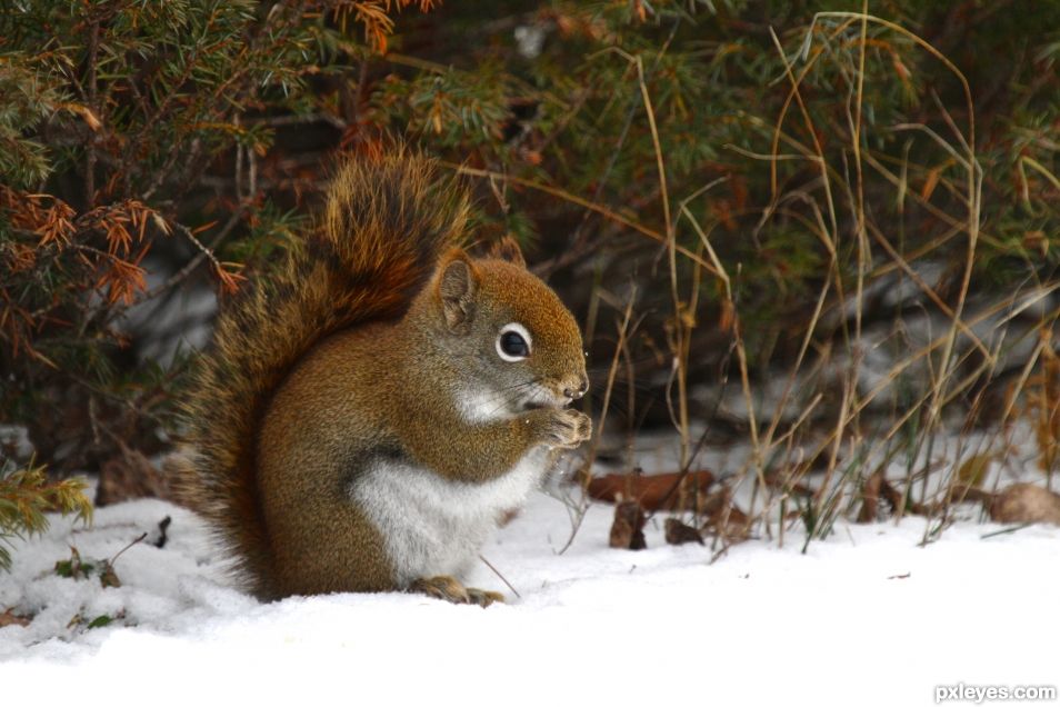 Red Squirrel