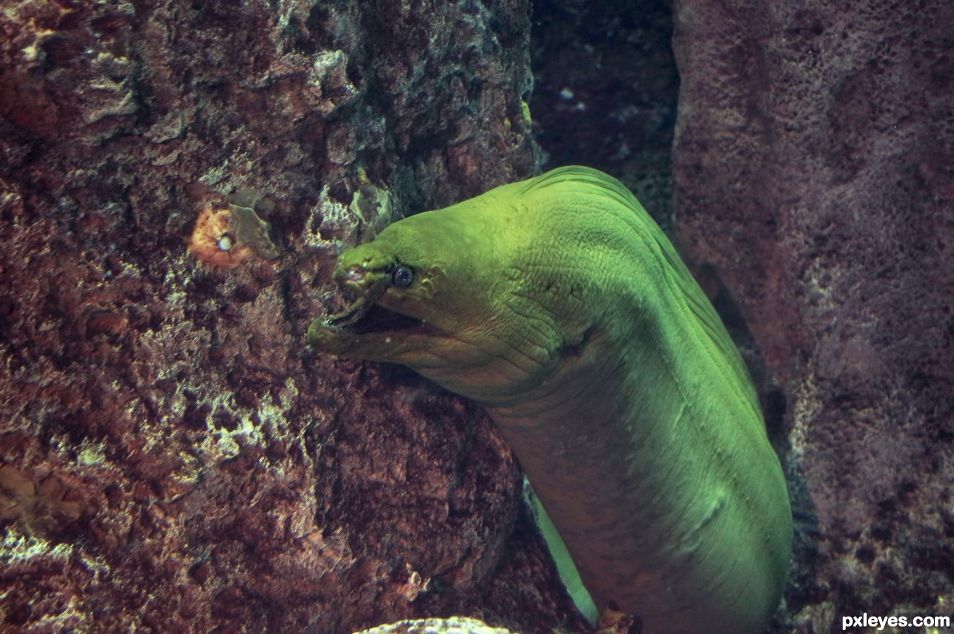Green Moray Eel