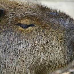 Capybara