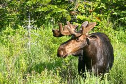 Bull Moose