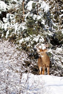 Whitetail Buck