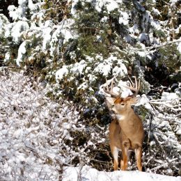 WhitetailBuck