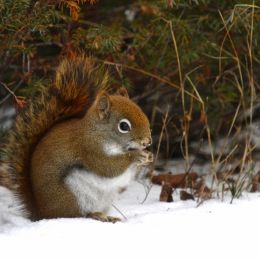 RedSquirrel