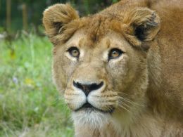 The lioness