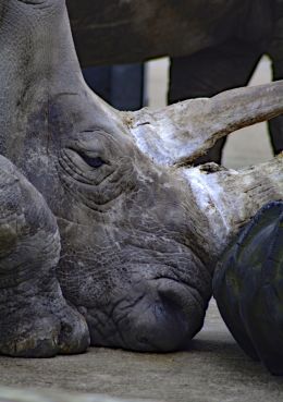 Rhino