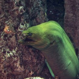 GreenMorayEel