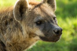 Hyena