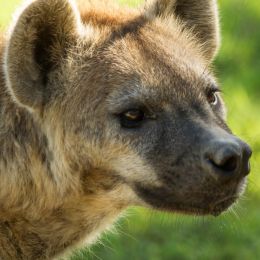 Hyena