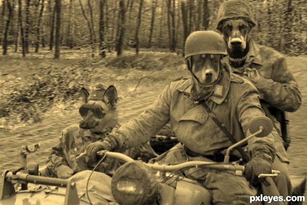 K-9 Kradmelde