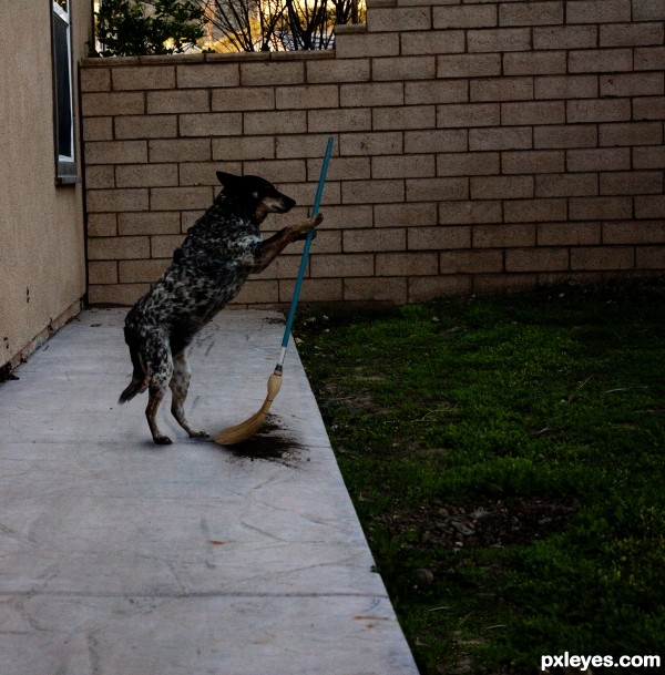 sweeping dog