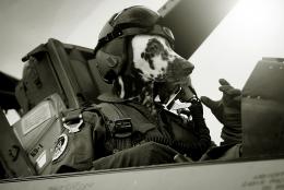 Air Force Pilot  Picture