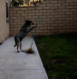 sweeping dog