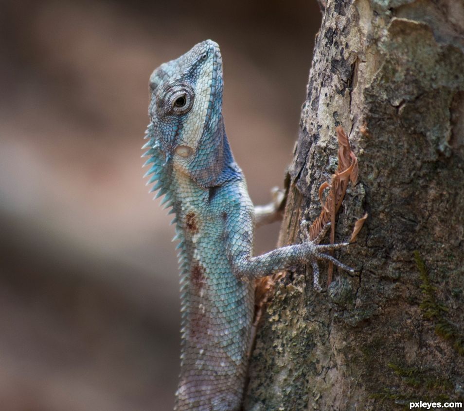 Calotes mystaceus