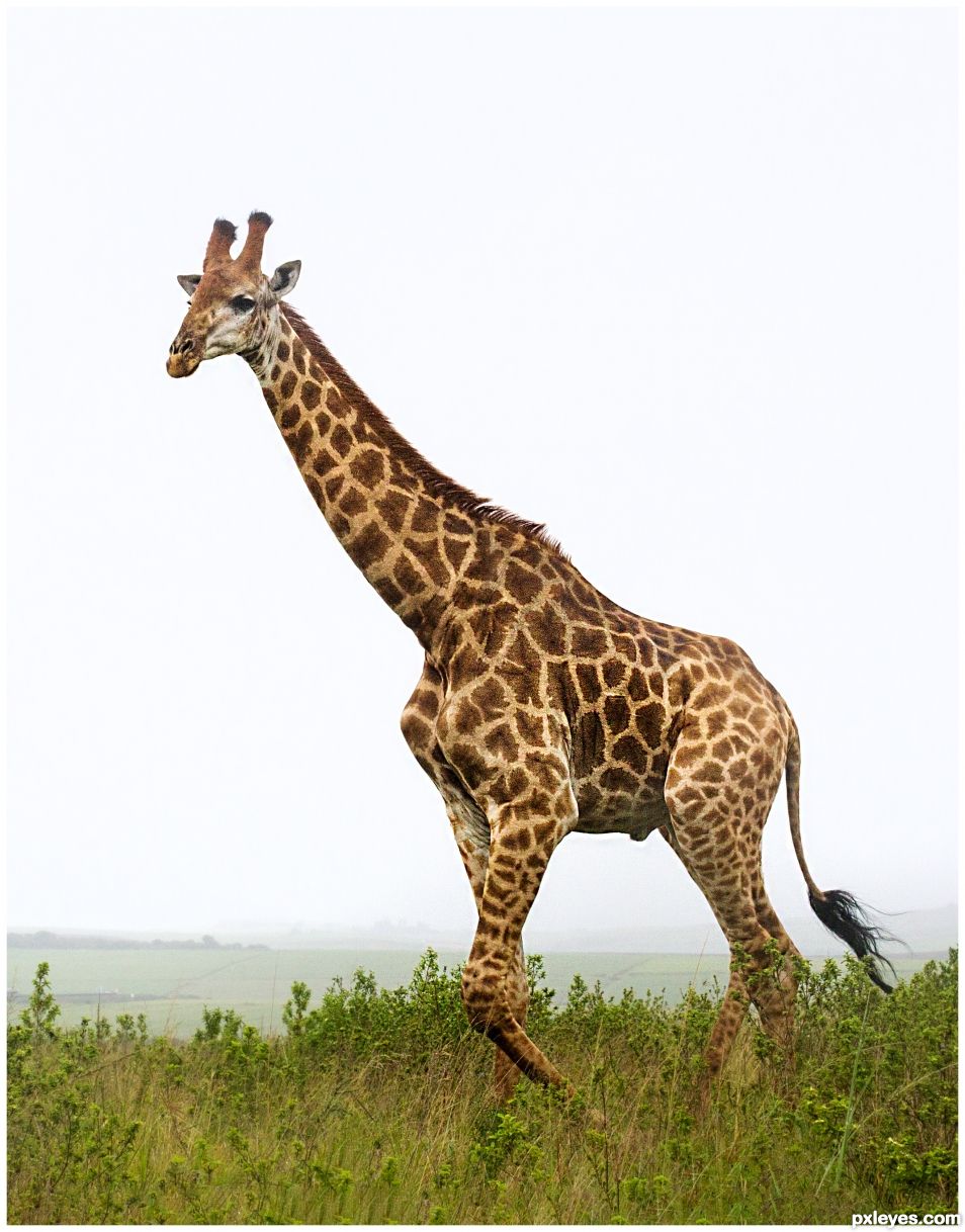 Giraffe