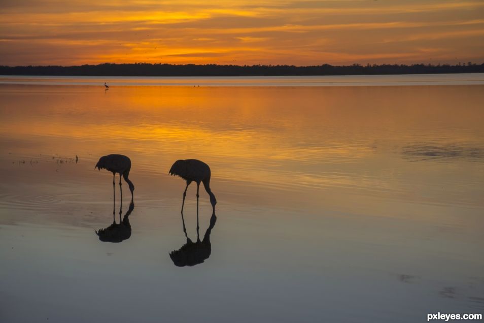 Feeding at sunset