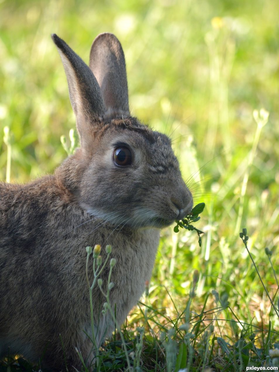 Rabbit warren