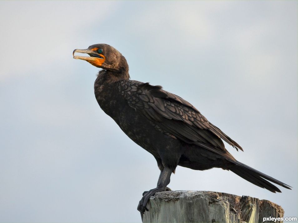 Double-crested cormorant