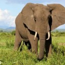 animals in the wild photography contest