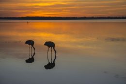 Feeding at sunset