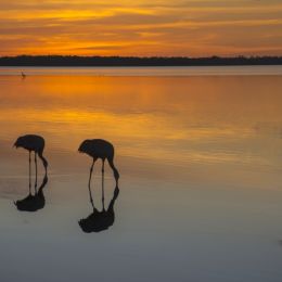 Feedingatsunset