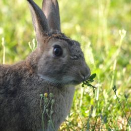 Rabbitwarren