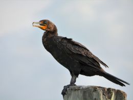 Double-crested cormorant