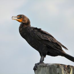 Doublecrestedcormorant