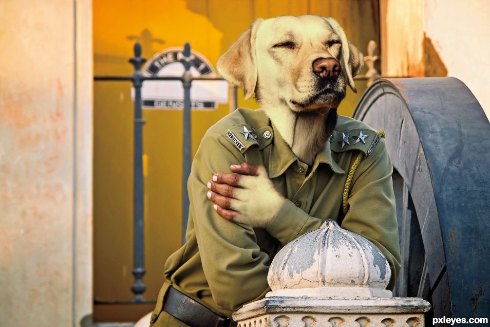 Guard Labrador