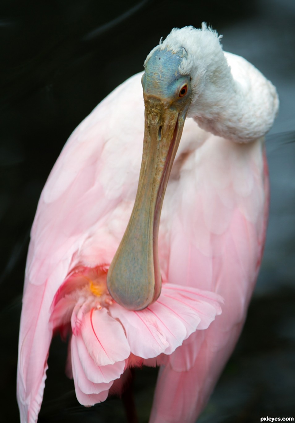 The spoonbill