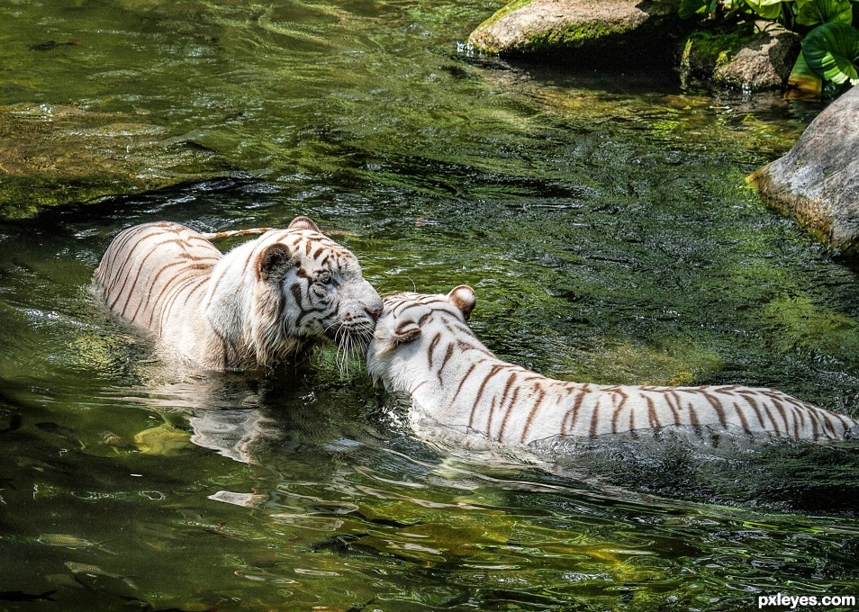 white tigers