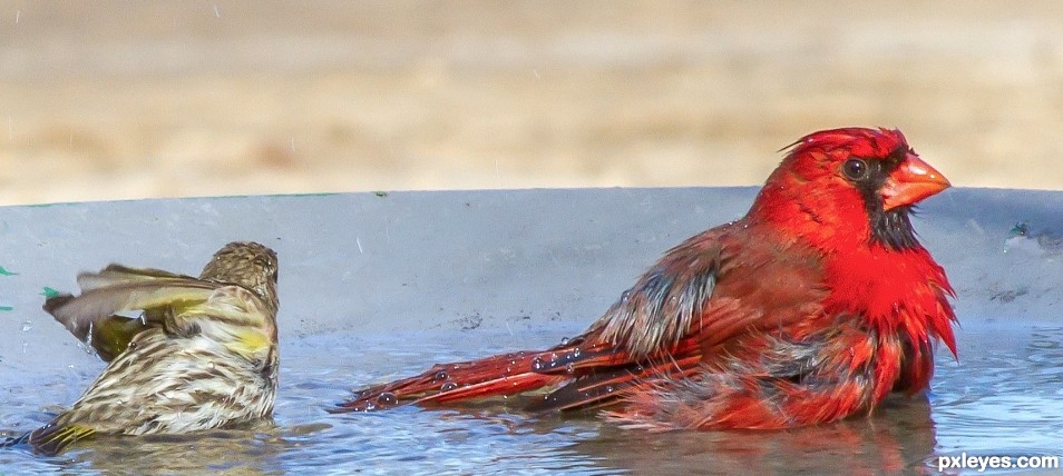 bathing duo