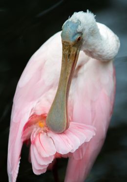 The spoonbill