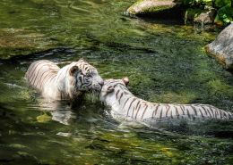 white tigers